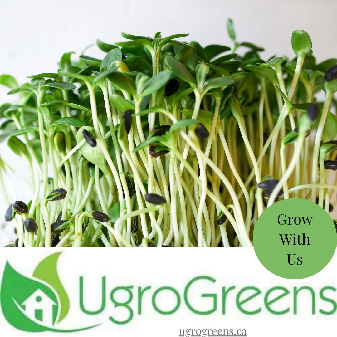 The true story of Arugula Microgreens (may be interspersed with some n ...